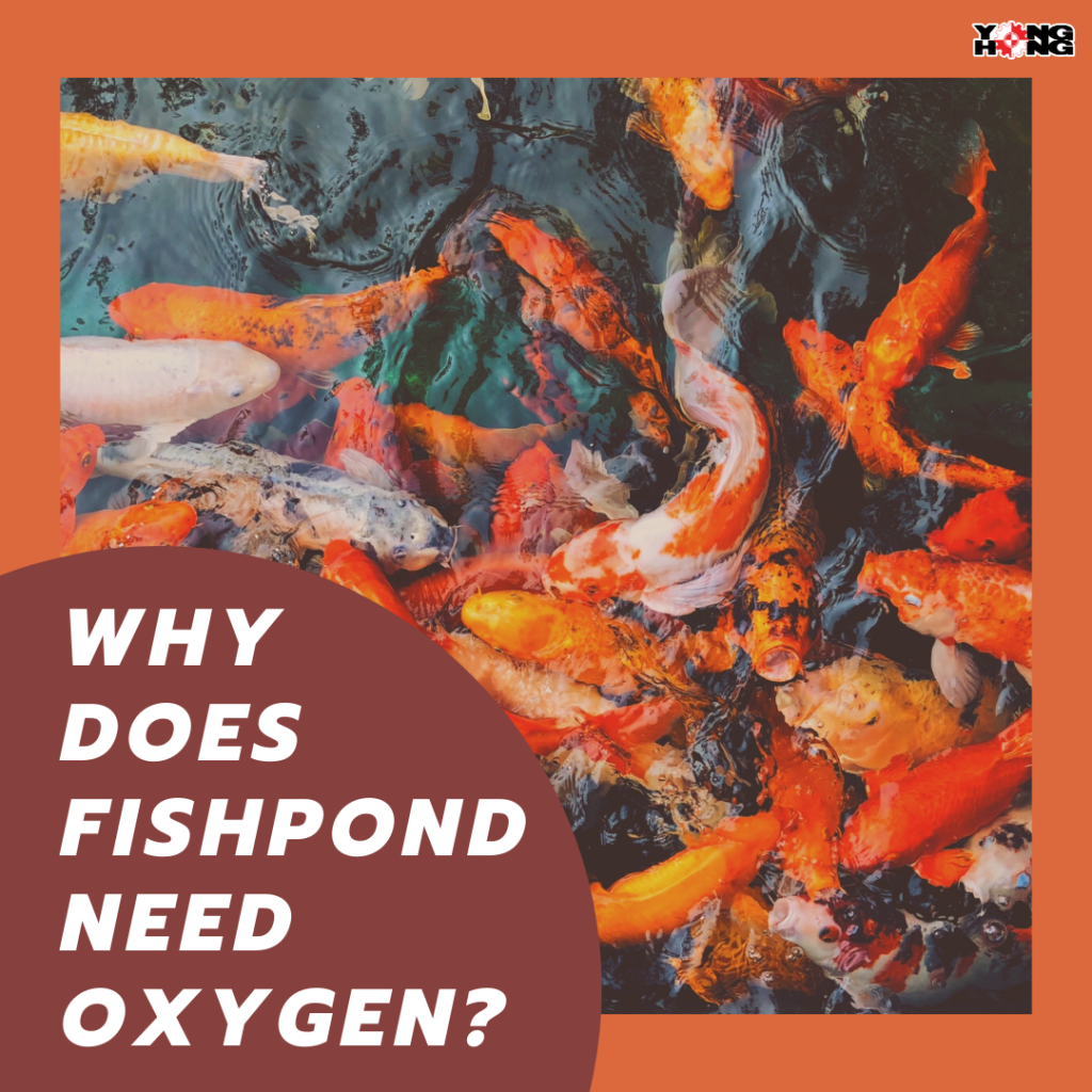 Why does fishpond need oxygen