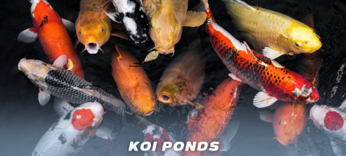 รูปในบทความ - The importance of air pumps in koi ponds